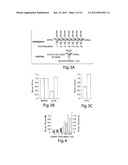 RNA SEQUENCE-SPECIFIC MEDIATORS OF RNA INTERFERENCE diagram and image