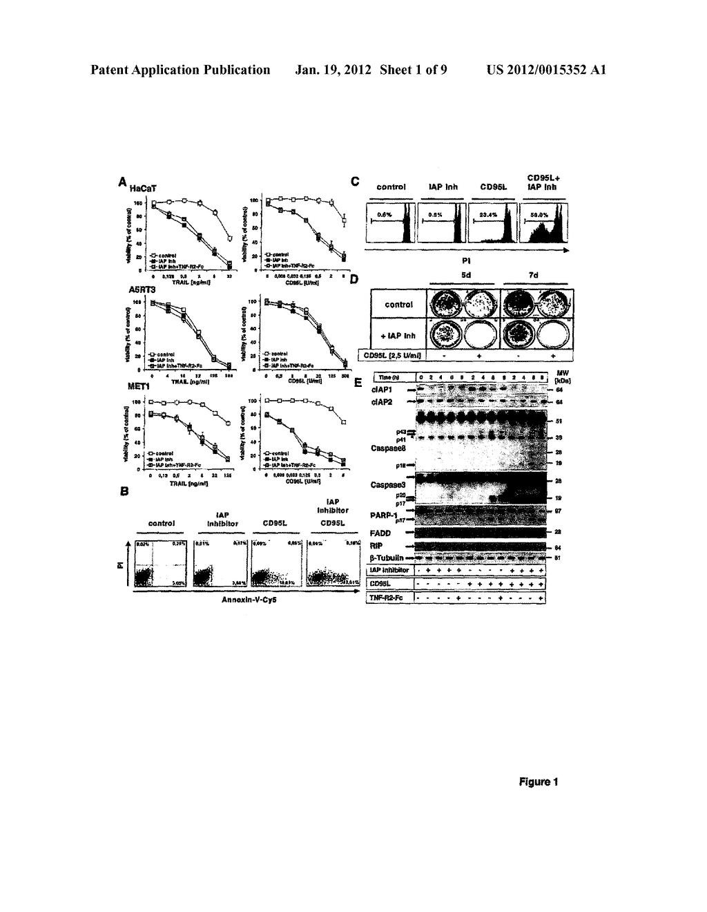 METHOD OF DETERMINING SENSITIVITY OF HUMAN OR NON-HUMAN ANIMAL CELLS TO AN     IAP ANTAGONIST - diagram, schematic, and image 02