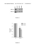 METHOD FOR THE SELECTION OF ENDOTHELIAL CELLS DEATH INDUCERS VIA NETRIN-1     AND ITS APPLICATIONS diagram and image