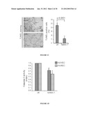 METHOD FOR THE SELECTION OF ENDOTHELIAL CELLS DEATH INDUCERS VIA NETRIN-1     AND ITS APPLICATIONS diagram and image