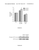 METHOD FOR THE SELECTION OF ENDOTHELIAL CELLS DEATH INDUCERS VIA NETRIN-1     AND ITS APPLICATIONS diagram and image