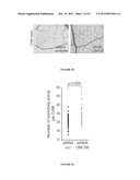 METHOD FOR THE SELECTION OF ENDOTHELIAL CELLS DEATH INDUCERS VIA NETRIN-1     AND ITS APPLICATIONS diagram and image