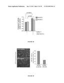 METHOD FOR THE SELECTION OF ENDOTHELIAL CELLS DEATH INDUCERS VIA NETRIN-1     AND ITS APPLICATIONS diagram and image