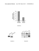 METHOD FOR THE SELECTION OF ENDOTHELIAL CELLS DEATH INDUCERS VIA NETRIN-1     AND ITS APPLICATIONS diagram and image