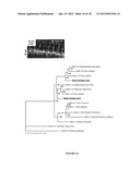 METHOD FOR THE SELECTION OF ENDOTHELIAL CELLS DEATH INDUCERS VIA NETRIN-1     AND ITS APPLICATIONS diagram and image