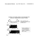 Methods for Multiplexing Recombinase Polymerase Amplification diagram and image