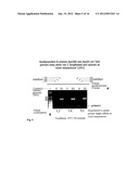 Methods for Multiplexing Recombinase Polymerase Amplification diagram and image