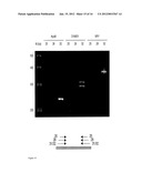 Methods for Multiplexing Recombinase Polymerase Amplification diagram and image