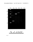 Methods for Multiplexing Recombinase Polymerase Amplification diagram and image