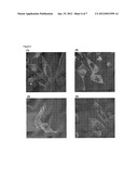 FLUORESCENT SOLVATOCHROMIC PIGMENT diagram and image