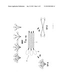 HCL-K1 Polypeptide Which Offers Collectin Activity diagram and image