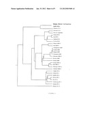 HCL-K1 Polypeptide Which Offers Collectin Activity diagram and image