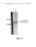 Method of Proliferating Plasma Cells diagram and image