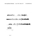 GENES AND PROTEINS FOR THE BIOSYNTHESIS OF THE LANTIBIOTIC 107891 diagram and image