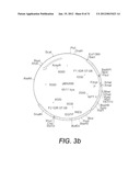 INTERGENIC REGIONS AS NOVEL SITES FOR INSERTION OF HIV DNA SEQUENCES IN     THE GENOME OF MODIFIED VACCINIA VIRUS ANKARA diagram and image