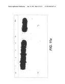 INTERGENIC REGIONS AS NOVEL SITES FOR INSERTION OF HIV DNA SEQUENCES IN     THE GENOME OF MODIFIED VACCINIA VIRUS ANKARA diagram and image