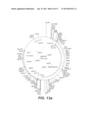 INTERGENIC REGIONS AS NOVEL SITES FOR INSERTION OF HIV DNA SEQUENCES IN     THE GENOME OF MODIFIED VACCINIA VIRUS ANKARA diagram and image