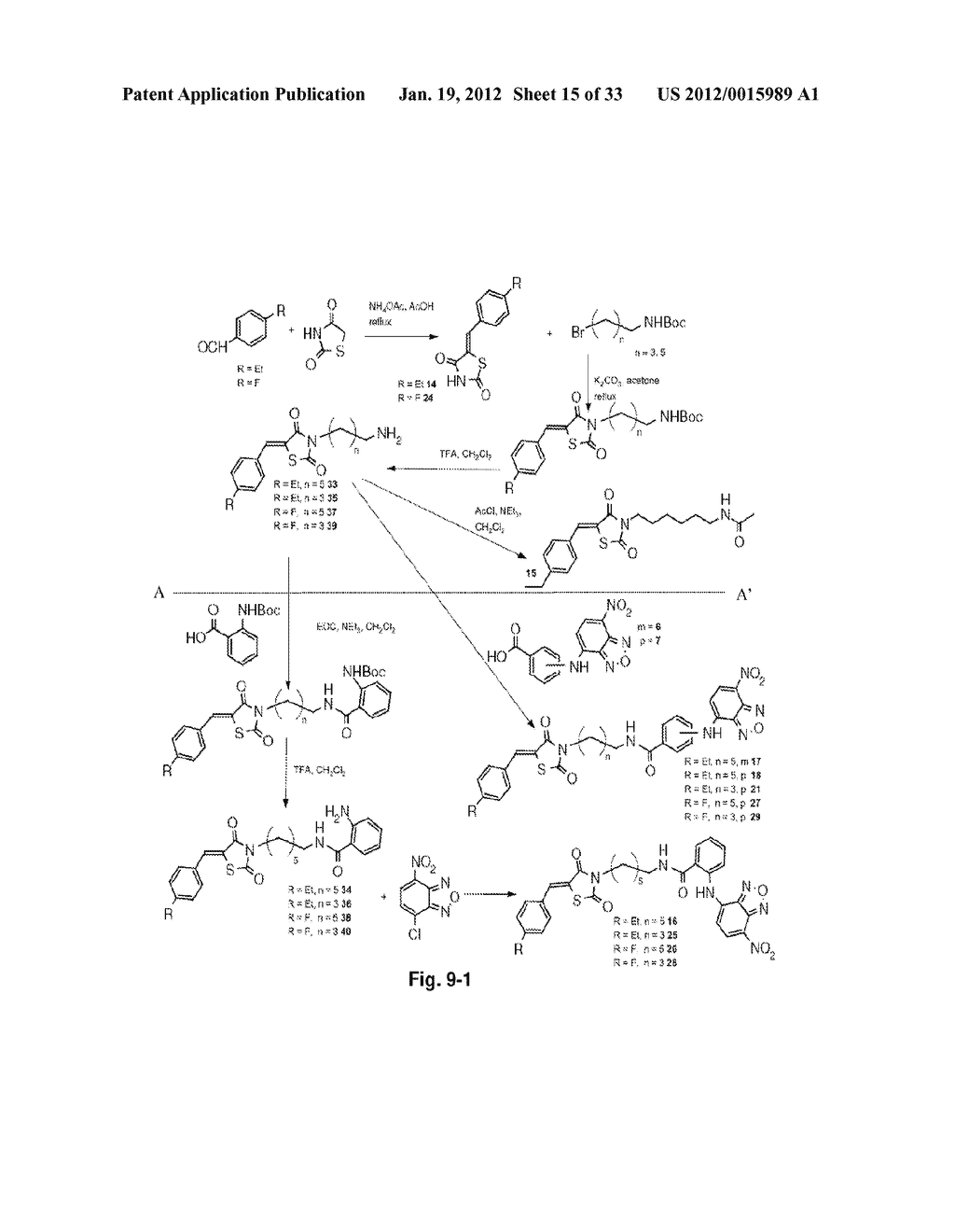 LINKED MYC-MAX SMALL MOLECULE INHIBITORS - diagram, schematic, and image 16