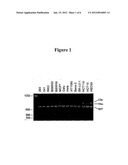 POT1 ALTERNATIVE SPLICING VARIANTS diagram and image