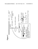 RNA Interference Mediated Inhibition of BTB and CNC Homology 1, Basic     Leucine Zipper Transcription Factor 1 (BACH1) Gene Expression Using Short     Interfering Nucleic Acid (siNA) diagram and image