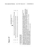 RNA Interference Mediated Inhibition of BTB and CNC Homology 1, Basic     Leucine Zipper Transcription Factor 1 (BACH1) Gene Expression Using Short     Interfering Nucleic Acid (siNA) diagram and image