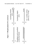 RNA Interference Mediated Inhibition of Connective Tissue Growth Factor     (CTGF) Gene Expression Using Short Interfering Nucleic Acid (siNA) diagram and image