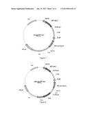 GLYCOSYLATED IL-7, PREPARATION AND USES diagram and image