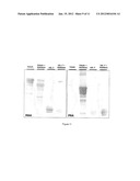 GLYCOSYLATED IL-7, PREPARATION AND USES diagram and image