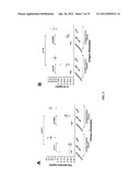 PROSTATE CANCER VACCINE diagram and image