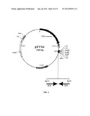 PROSTATE CANCER VACCINE diagram and image