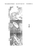 METHODS FOR PANCREATIC TISSUE REGENERATION diagram and image