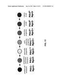 METHODS FOR PANCREATIC TISSUE REGENERATION diagram and image