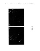 METHODS FOR PANCREATIC TISSUE REGENERATION diagram and image