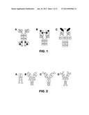 Multispecific antibody targeting and multivalency through modular     recognition domains diagram and image