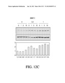 ANTIGEN BINDING PROTEINS TO PROPROTEIN CONVERTASE SUBTILISIN KEXIN TYPE 9     (PCSK9) diagram and image