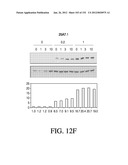 ANTIGEN BINDING PROTEINS TO PROPROTEIN CONVERTASE SUBTILISIN KEXIN TYPE 9     (PCSK9) diagram and image