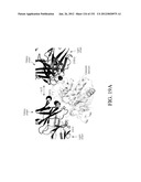 ANTIGEN BINDING PROTEINS TO PROPROTEIN CONVERTASE SUBTILISIN KEXIN TYPE 9     (PCSK9) diagram and image