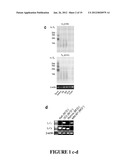 METHODS FOR TREATING IgE-MEDIATED DISORDER diagram and image