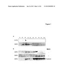 EMP2 ANTIBODIES AND THEIR THERAPEUTIC USES diagram and image