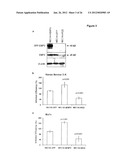 EMP2 ANTIBODIES AND THEIR THERAPEUTIC USES diagram and image