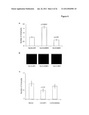 EMP2 ANTIBODIES AND THEIR THERAPEUTIC USES diagram and image