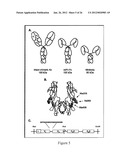 EMP2 ANTIBODIES AND THEIR THERAPEUTIC USES diagram and image