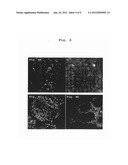 Production of Biologically Active Proteins diagram and image