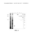 GENETICALLY ENGINEERED CLOSTRIDIAL GENES, PROTEINS ENCODED BY THE     ENGINEERED GENES, AND USES THEREOF diagram and image