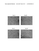 EGFR-HOMING DOUBLE-STRANDED RNA VECTOR FOR SYSTEMIC CANCER TREATMENT diagram and image