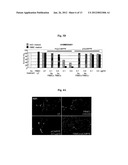 EGFR-HOMING DOUBLE-STRANDED RNA VECTOR FOR SYSTEMIC CANCER TREATMENT diagram and image