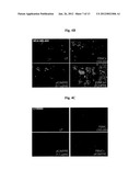 EGFR-HOMING DOUBLE-STRANDED RNA VECTOR FOR SYSTEMIC CANCER TREATMENT diagram and image