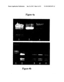 Nanoparticles containing plymeric nucleic acid homologs, pharmaceutical     composition and articles of manufacture containing same and methods of     use thereof diagram and image