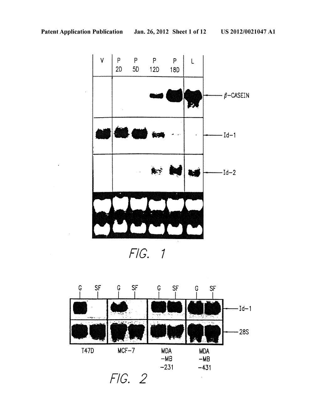 Id-1 Gene and Gene Products as Therapeutic Targets for Treatment of Breast     Cancer and Other Types of Carcinoma - diagram, schematic, and image 02