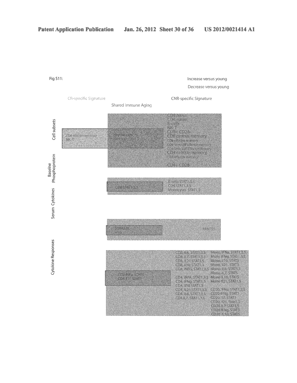 DIAGNOSTIC MARKERS OF IMMUNOSENESCENCE AND METHODS OF USE THEREOF - diagram, schematic, and image 31